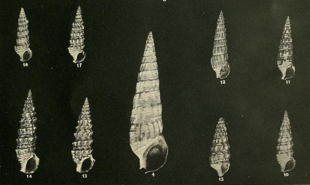 Che Cerithium �?